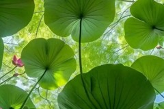 皇马球星伤病缠身，主力缺席国家队，荣誉与战术受重创